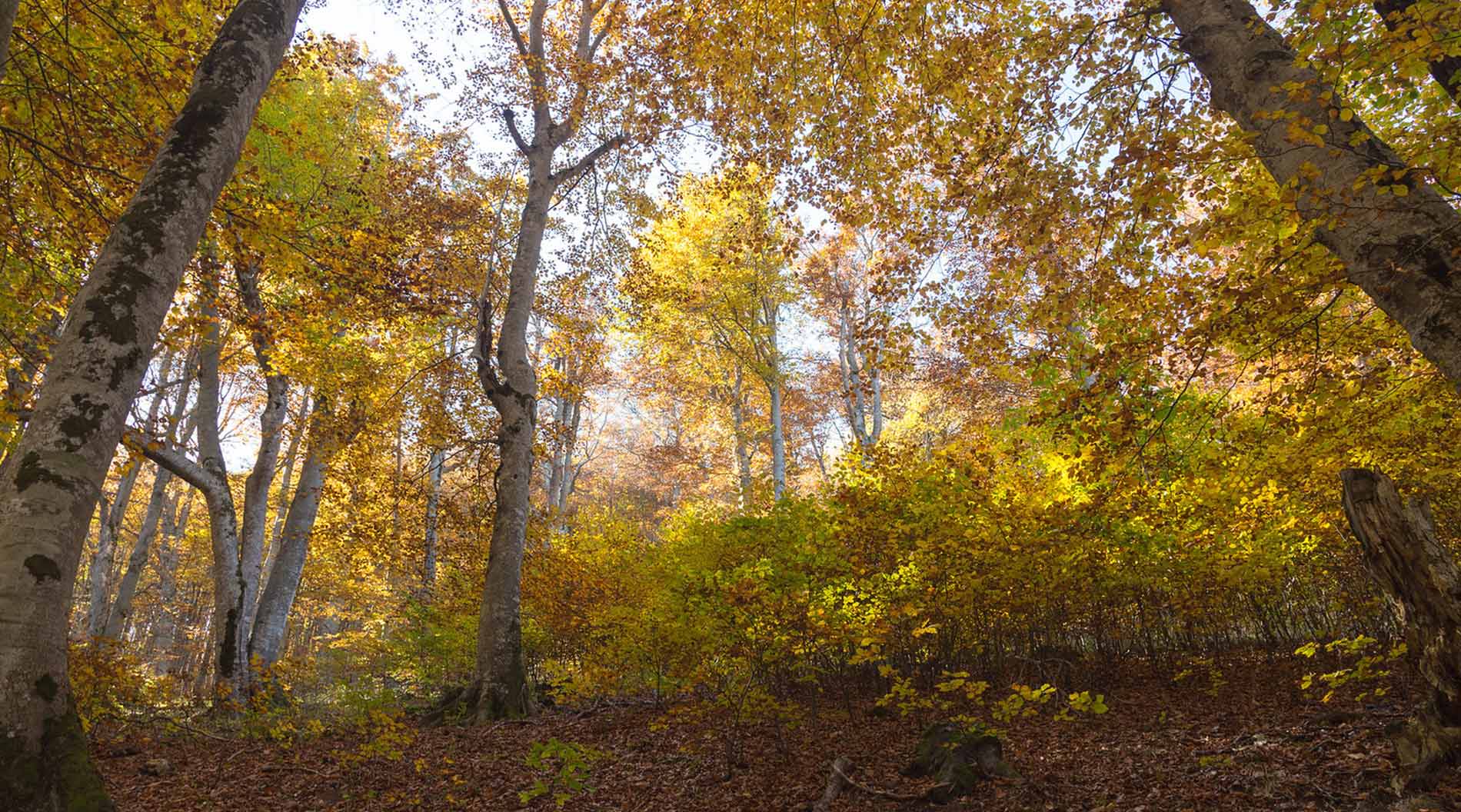 balades parc vercors