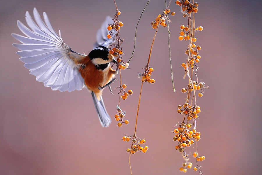 oiseau nature