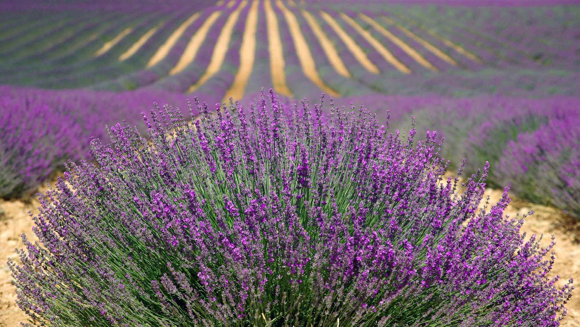 Lavender fields, Provençal baronies