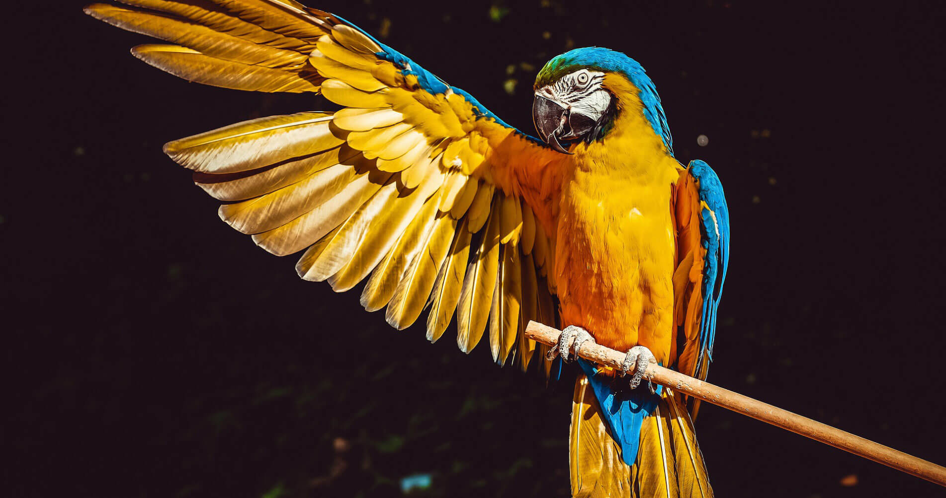 jardins aux oiseaux