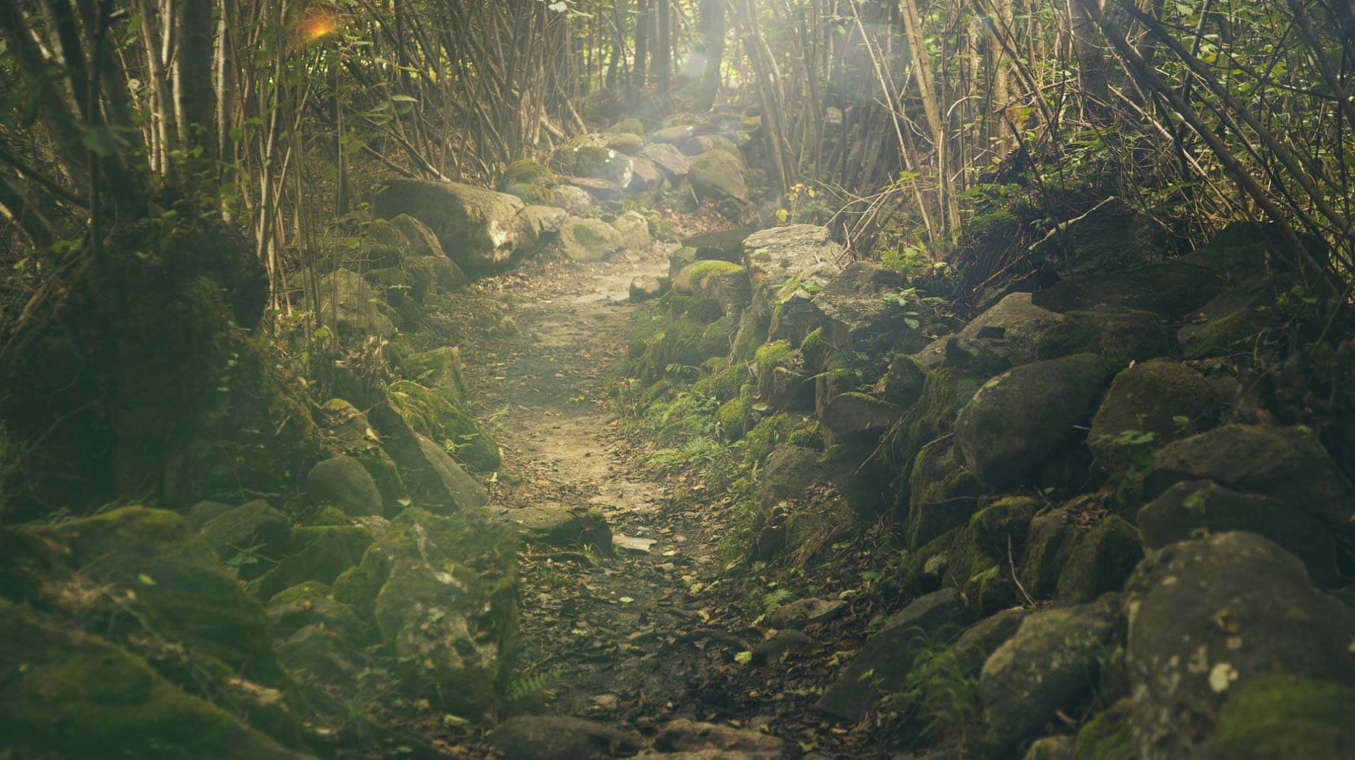 visite forêt saou