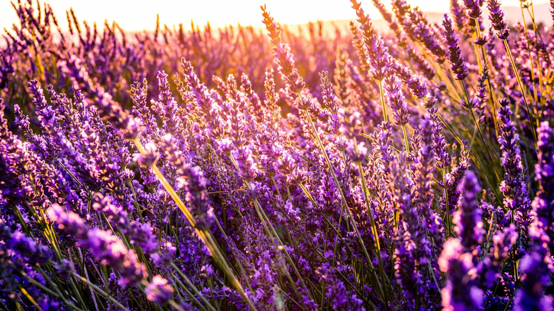 Lavender Oil Benefits: How It Works and How to Use It