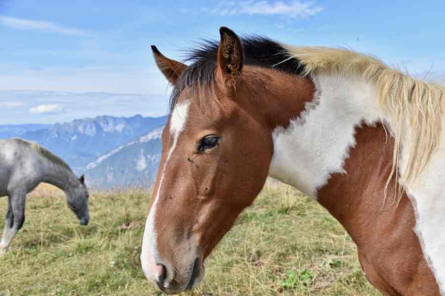 balade à cheval dans la Drôme