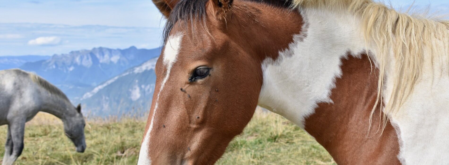 Balade à cheval dans la Drôme