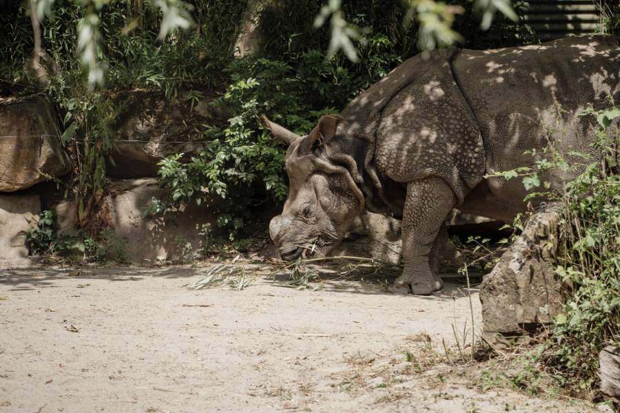 Faites le Safari de Peaugre, le parc animalier en Drôme